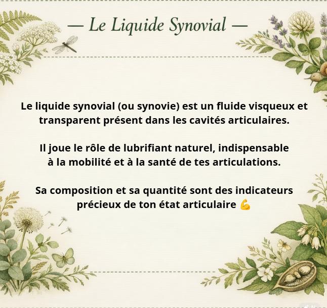Infographie illustrée sur le liquide synovial — fluide visqueux et transparent présent dans les cavités articulaires, jouant le rôle de lubrifiant naturel indispensable à la mobilité et à la santé des articulations Titre Le liquide synovial — rôle et importance pour les articulations